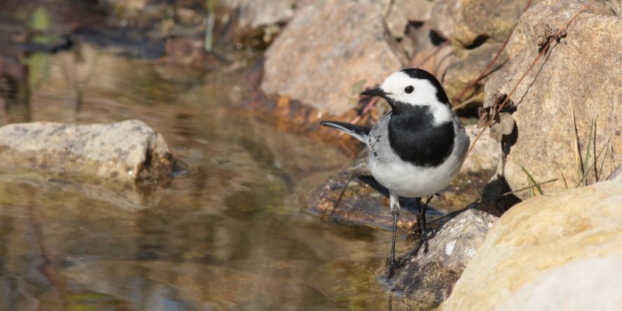 Bergeronnette grise (Motacilla alba) au bord de l'eau © Mickaël Lefèvre